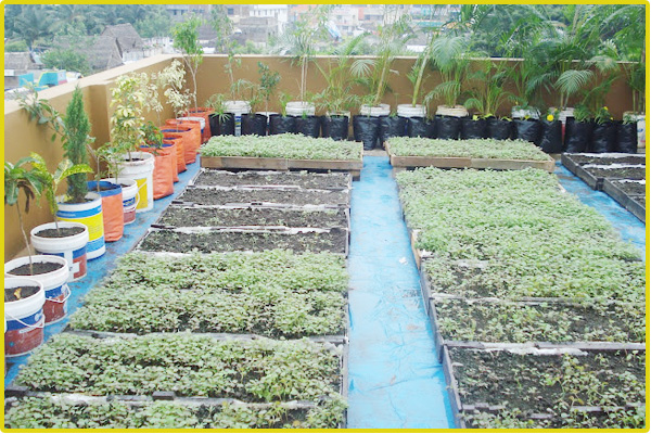 Plantes de jardin sur le toit à Chennai