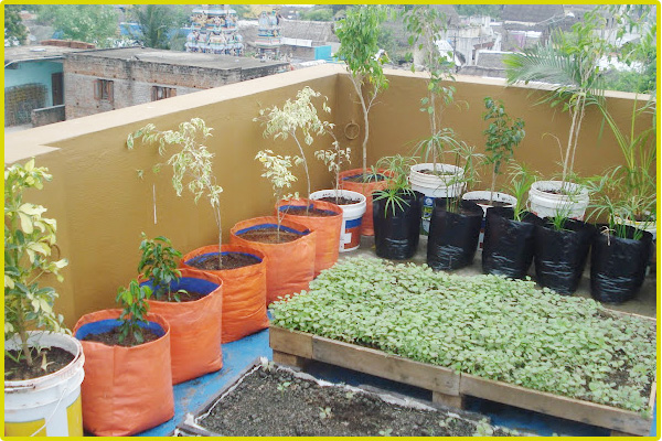 Terrace Garden Services Chennai Roof, Kitchen Garden Pots In Chennai