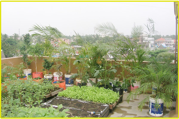 Terrace Garden Services Chennai Roof, How To Set Up Terrace Garden In Chennai